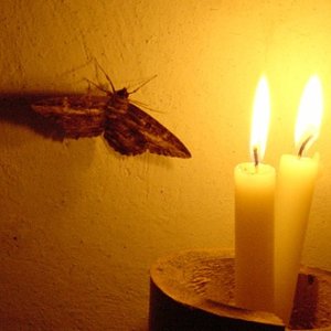 Candle and Moth